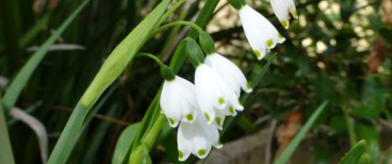 Snowdrop flower to reflect abortion grief