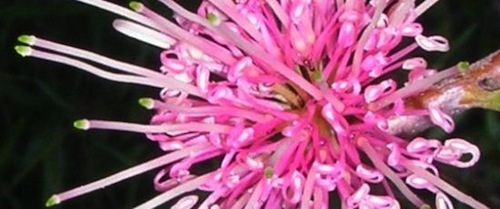 pink grevillea flower   