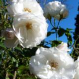 White roses to express grief