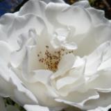 white rose for a funeral
