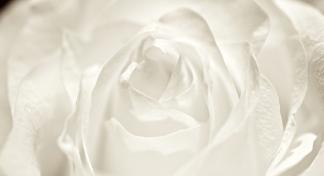 soft white rose    