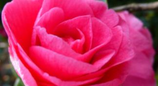 Pink Rose to comfort those in need of the bereavement forum.