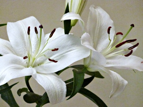 White lilies to express the grief of miscarriage