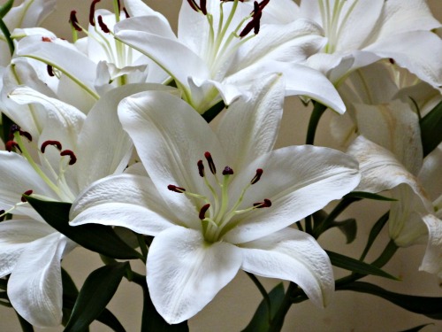 Lilies for the loss of a grandmother