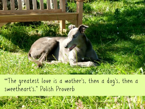 Pet Loss Greeting Card with Greyhound and Quote