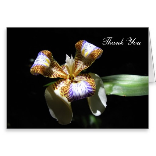 Thank You Card with Walking Iris Flower on a Black Background
