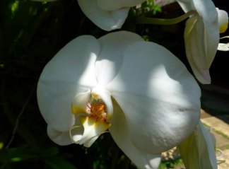 A beautiful white orchid to comfort those dealing with death