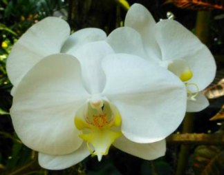 White and yellow orchid for a death