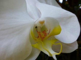 white yellow orchid as comfort for birth mother grief