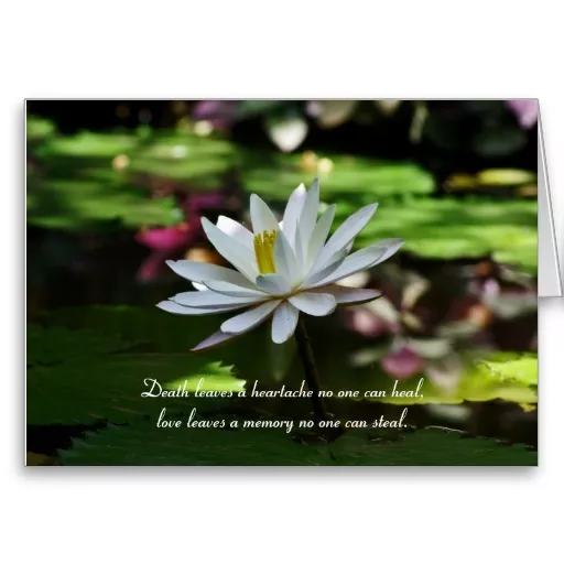 Sympathy Card with WaterLily and Quote Death leaves a heartache no one can heal, love leaves a memory no-one can steal