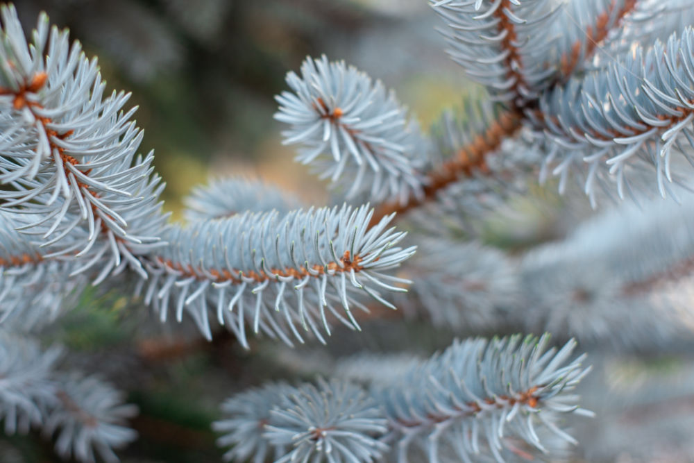 Blue Spruce Roman Odintsov