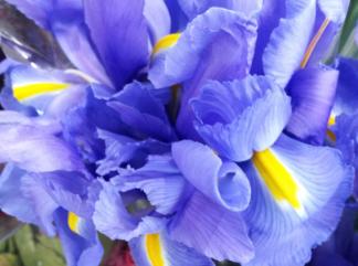 Blue irises.  A Consolation for the news of a diagnosis of Alzheimer's disease