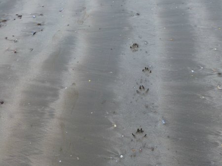 dog footprints in the sand