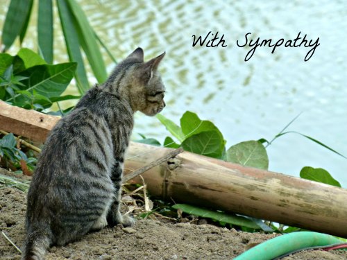 Kitten With Sympathy Card