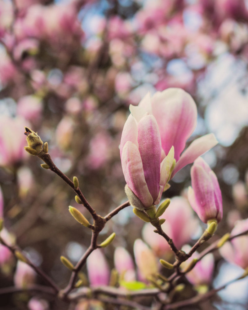 Magnolia Tree Photos by Ginny