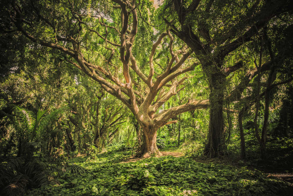 Oak tree in forest