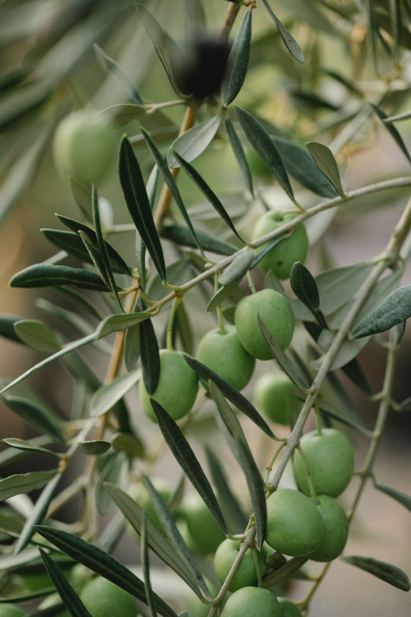 Olive Tree