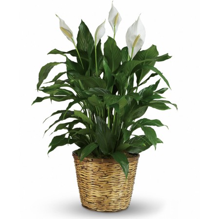 Order Peace Lily Here