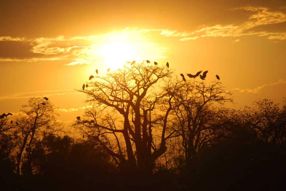 Jeffrey Eisen Birds in Trees