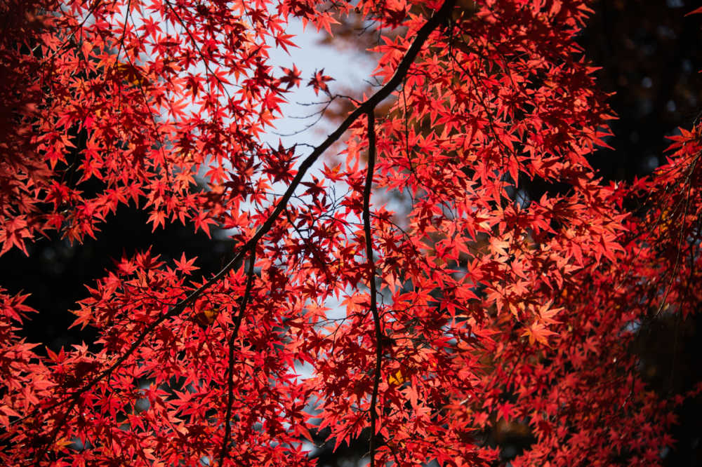 Red Maple Branches 