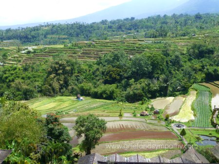 Rice paddies in Bali