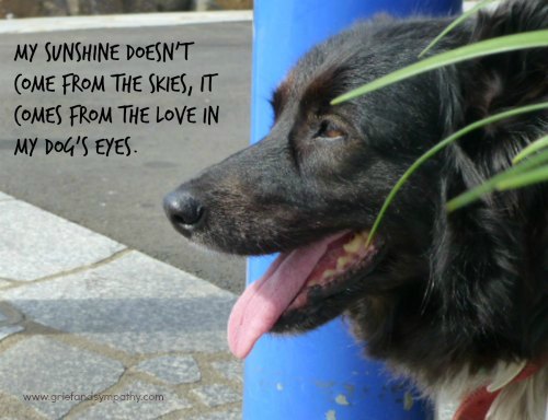 My sunshine doesn't come from the skies it comes from the love in my dogs eyes. Greeting card