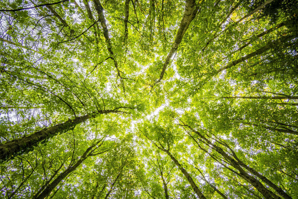 Trees from below