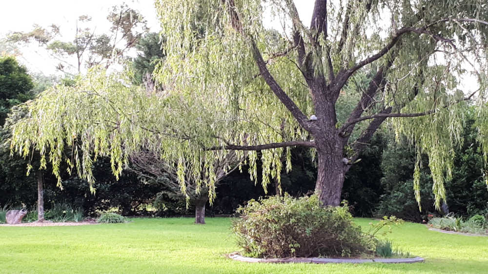 Willow Tree